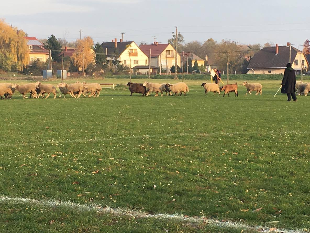 Dinnyés - Vereb-Pátka II